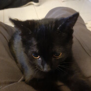 My Cat